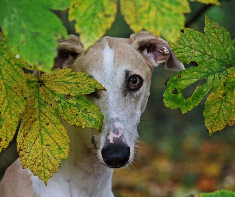 Sighthound-Club